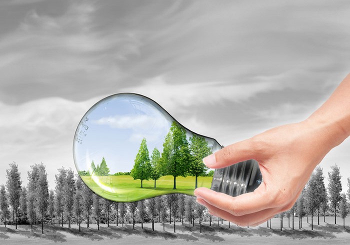 hand holding Bulb with tree inside isolated on white background