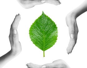 Green Leaf