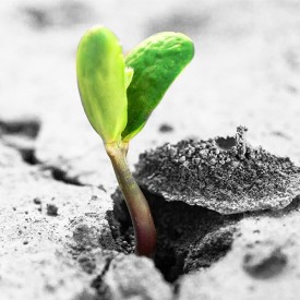 Let it grow