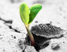 Let it grow