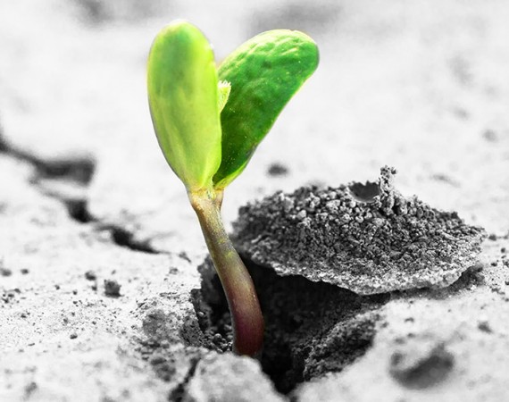 Let it grow