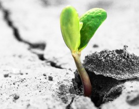 Help us grow Life