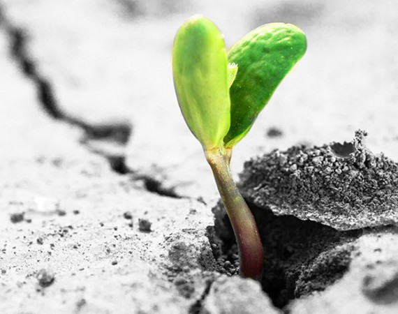 Help us grow Life